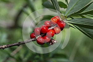 Poisonous red fruits of Daphne mezereum.