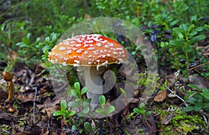 Poisonous red mushroom.