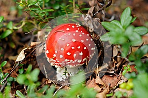 Poisonous red mushroom growing in the forest. A dangerous mushroom for your health. Amanita in the forest.