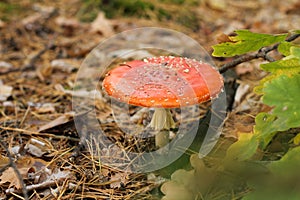 Poisonous red mushroom with white points in forest Amanita muscaria fly agaric or fly amanita