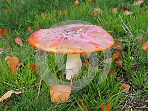 Poisonous red and white Amanita muscaria mushroom