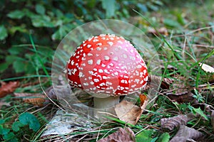 Poisonous red and white Amanita muscaria mushroom in a park