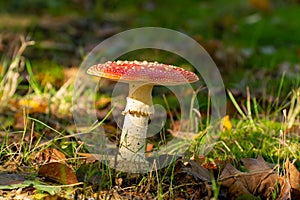 Poisonous red and white mushroom amanita muscaria