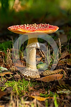 Poisonous red and white mushroom amanita muscaria