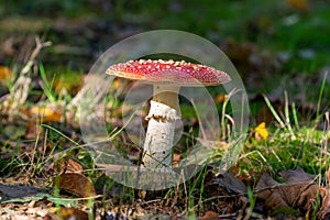 Poisonous red and white mushroom amanita muscaria