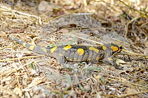 The poisonous salamandra, Linnaeus werneri Sochurek, Gayda .