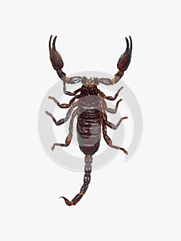 Poisonous scorpion