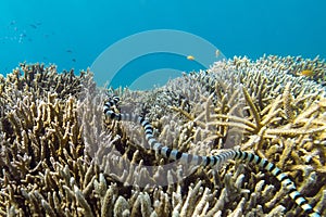 Poisonous sea snake photo