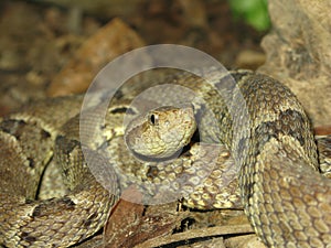 Poisonous snake bothrops atrox