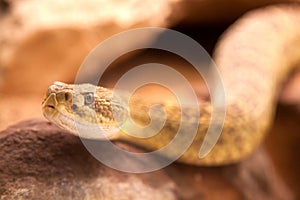 Poisonous snake, Malayan pit viper Calloselasma rhodostoma.