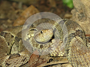 Poisonous snake mapanare bothrops atrox photo