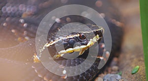 Poisonous snake on the nature in the tropics.