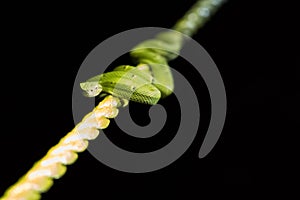 Poisonous snake perched on a yellow handrail