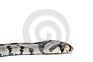 A poisonous snake`s head.