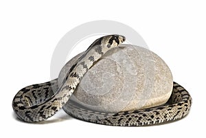 Poisonous snake on a stone.