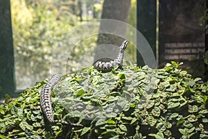 Poisonous snake in the Zoo