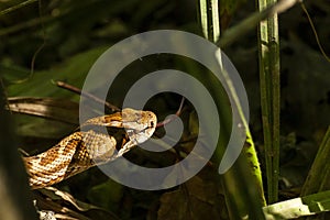 Poisonous snakeGloydius saxatilis searches for prey