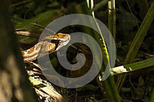 Poisonous snakeGloydius saxatilis searches for prey