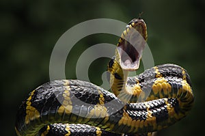 snakes attack the prey