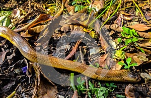 Poisonous snakes live on the grass in the overgrown