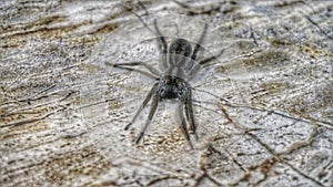 Poisonous spider ready to attack prey
