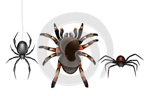 Poisonous spiders species cartoon vector set