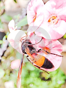 a poisonous taboo that was perched on a flowering tree