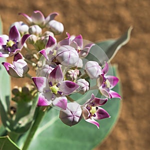 Poisonous toxic plant, Apple Of Sodom or Calotropis Procera growing in desert with  blooming white purple flowers