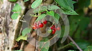 Poisonous toxic red berries of woody nightshade close up