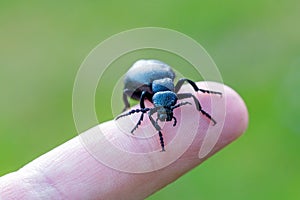 Poisonous violet oil beetle on human finger