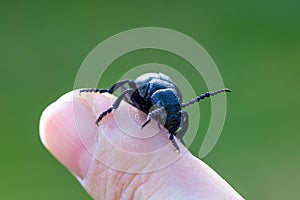 Poisonous violet oil beetle on human finger