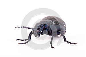 Poisonous violet oil beetle isolated on white