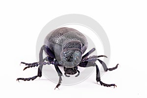 Poisonous violet oil beetle isolated on white