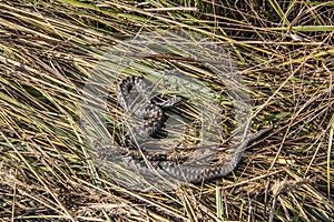 Poisonous viper snake in dry grass. Europe, autumn.