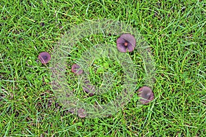 Poisonous wild mushroom gowing on green grass