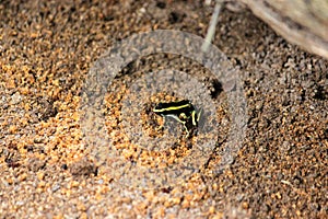 Poisonous yellow banded black frog in the Amazon forest of Leticia in Colombia