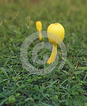 Poisonous yellow Mushroom Leucocoprinus birnbaumii