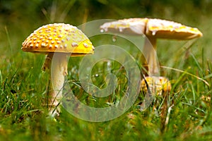 Poisonous Yellow Mushroom in Nature