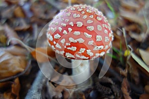 Poisonus Fly Agaric Toadstool