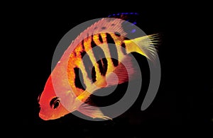 POISSON ANGE FLAMME centropyge loriculus