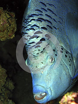 Poisson ange geographe - Yellowbar angelfish