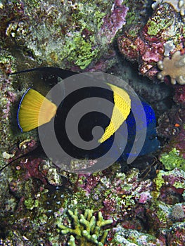 Poisson a croissant - Red sea angelfish