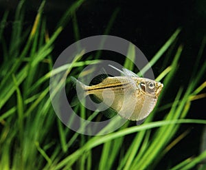 Spotted Hatchetfish, gasteropelecus maculatus aquarium photo