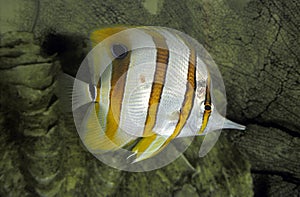 Copperband Butterfly, chelmon rostratus ocean