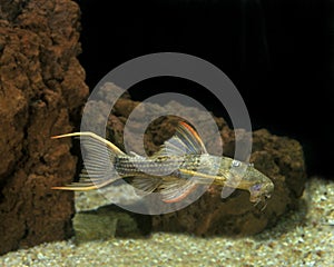 POISSON pseudacanthicus sp