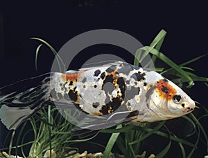 POISSON ROUGE SHUBUNKIN carassius auratus