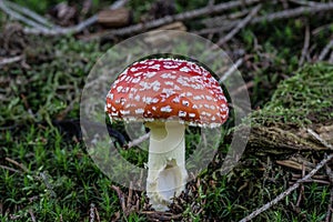 Poisson Toadstool on coniferous forest