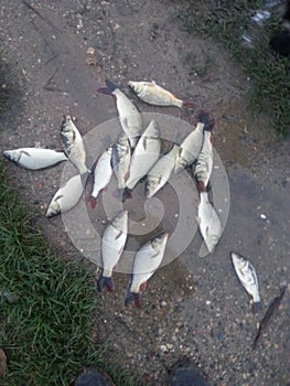 Poissons