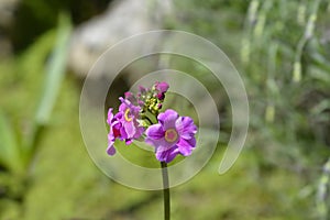 Poissons primrose