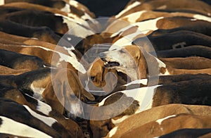 Poitevin Dog, Pack of Foxhounds eating